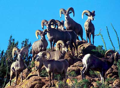 desert bighorns - NMDGF Archive News: Meeting will address New Mexico's desert bighorns