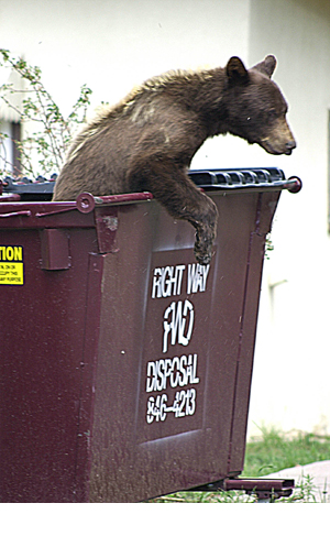 Dumpster Bear - NMDGF Archive News: Trash management key to managing state bear issues