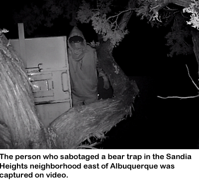 The person who sabotaged a bear trap in the Sandia Heights neighborhood east of Albquerque was captured on video.