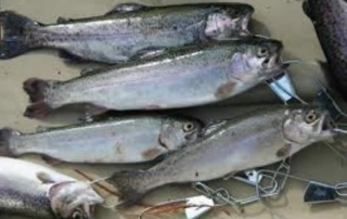 Salmon snagging season opens Nov. 8 at Heron Lake