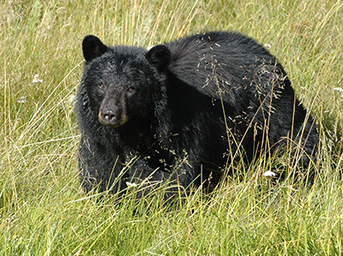 Continue to be bear aware this fall - New Mexico Wildlife magazine