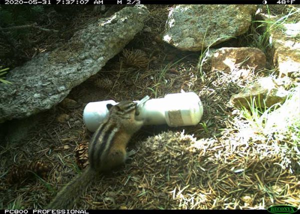 Delving into a Chipmunk’s Life History - New Mexico Department of Game