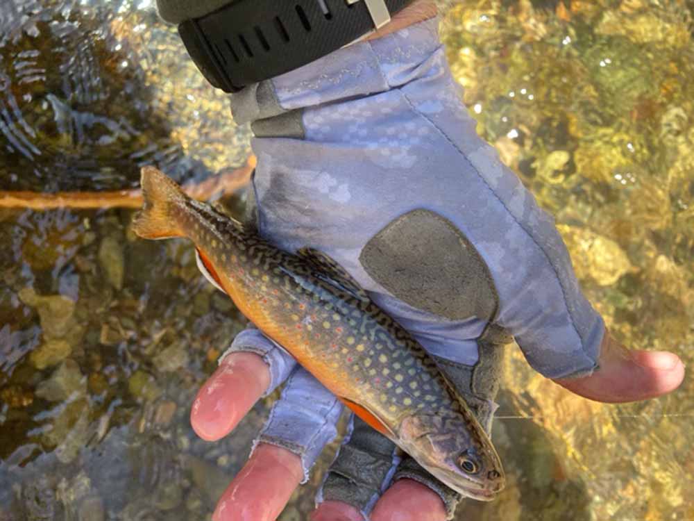 6 Fish Limit TROUT FISHING CHALLENGE w/ NRV Baits CREEK DADDY @ The Hidden  Gem Trout Stream Virginia 